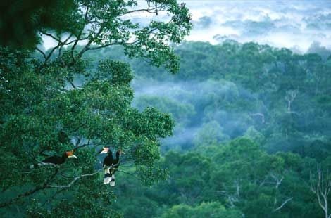 rainforest biome project